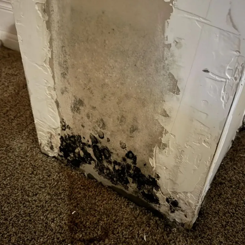 Professional Mold Removal in Le Claire, IA